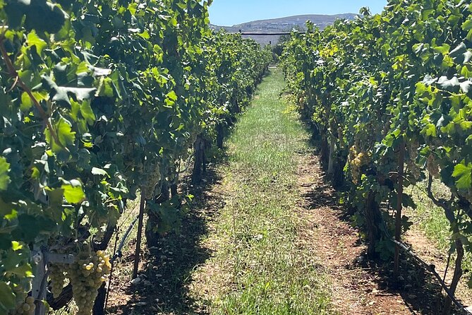 Semi-Private Wine Tour of 2 wineries with wine Tastings - Alagni: a fenced-off window into 14th-century wine preparation