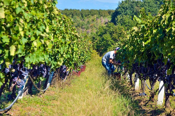 Semi-Private Wine Tour of 2 wineries with wine Tastings - The guide effect: when Katerina turns archaeology into wine stories