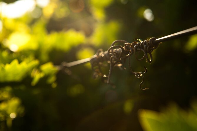 Shuttle & Wine Experience at Lyrarakis Winery - FAQ