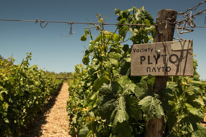 Shuttle & Wine Experience at Lyrarakis Winery - Lyrarakis Winery tasting: five wines plus the food pairing that actually matters