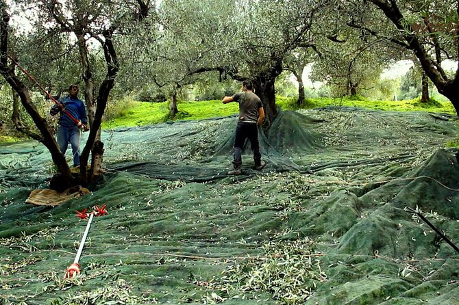 Small-Group Honey & Extra Virgin Olive Oil Tasting Tour in Crete - Entering Idiosmos: A One-Hour Stop You Can Fit Into Your Day