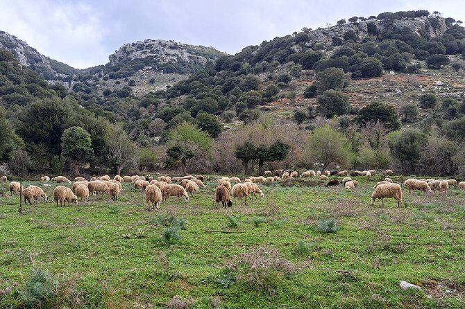 Small Group Tour to Knossos Palace Lasithi Plateau & Olive Mill - Krasi’s 2,400-year-old Platanus tree, and why that stop is worth your attention