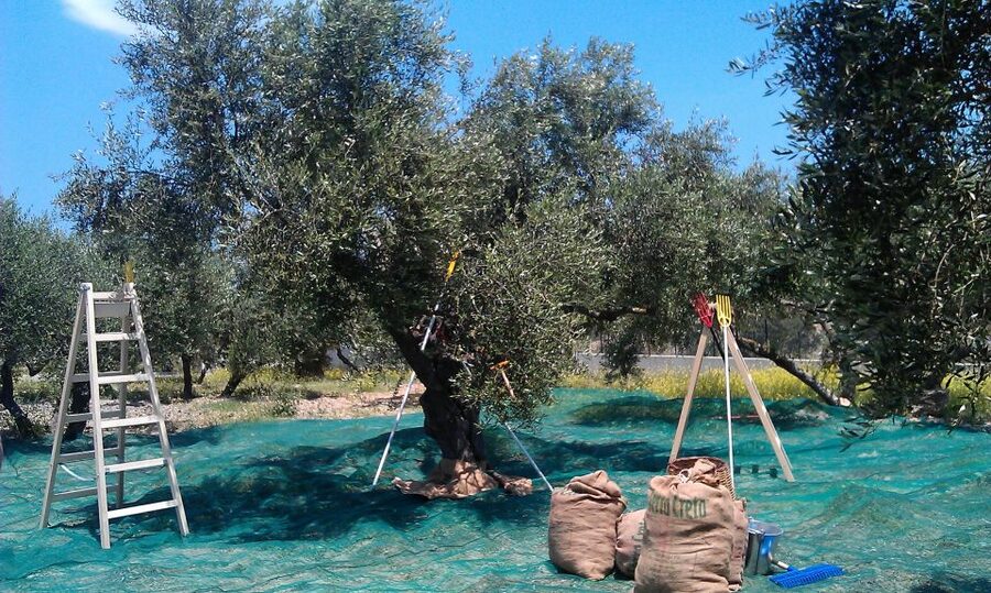 The Terra Creta Olive Oil Experience Tour - Is It Good Value for $11? Yes, If You Want Tasting Plus Context