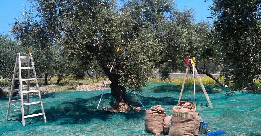 The Terra Creta Olive Oil Experience Tour - The Guided Tasting of 3 Olive Oils: How to Taste Without Guessing