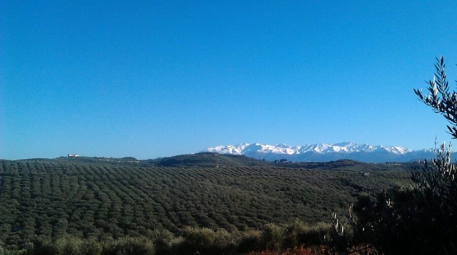 The Terra Creta Olive Oil Experience Tour - Finger Foods, Water, and the Small Comfort Wins