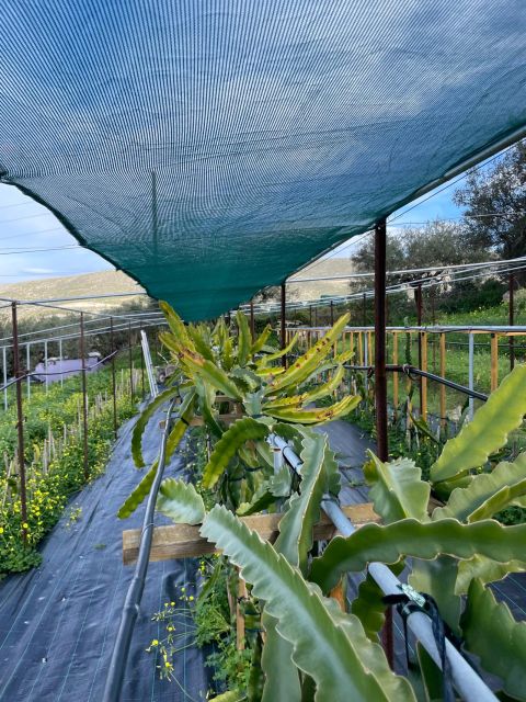 Traditional Olive Grove and Dragon Fruit Farm Tour - Key things you will notice right away