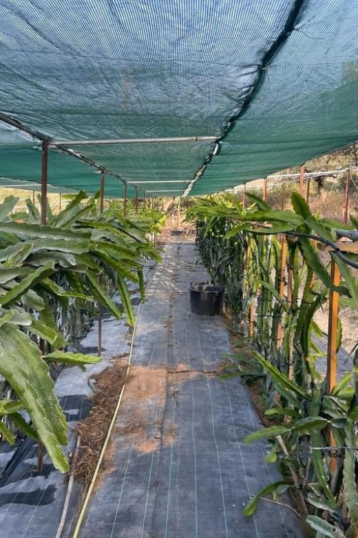 Traditional Olive Grove and Dragon Fruit Farm Tour - A family farm on Crete, not a performance