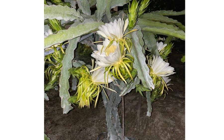 Traditional Olive Grove and Dragon Fruit Farm Tour - Walking the olive grove: tools, harvesting, and real-world farming
