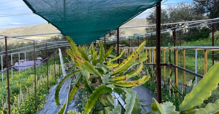 Traditional Olive Grove and Dragon Fruit Farm Tour - How olive oil becomes liquid gold (and why the tasting makes sense)