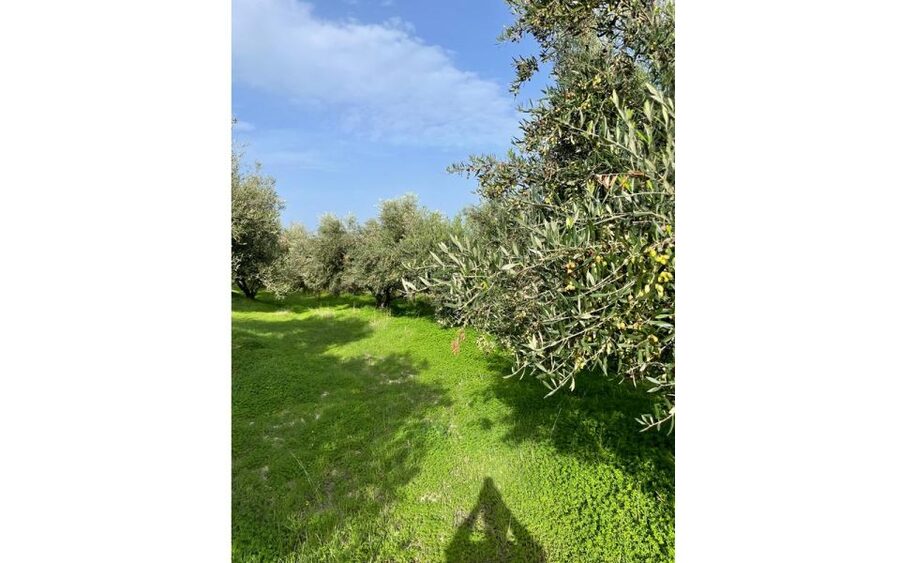 Traditional Olive Grove and Dragon Fruit Farm Tour - Dragon fruit on Crete: the newest crop, explained without hype