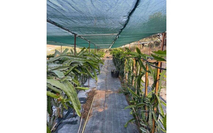 Traditional Olive Grove and Dragon Fruit Farm Tour - Who this works for best (and who might want a different option)