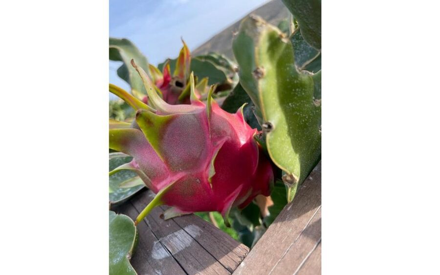 Traditional Olive Grove and Dragon Fruit Farm Tour - Finding the farm, then settling in for a 90-minute visit