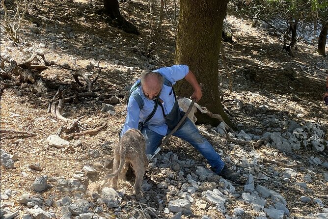 Truffle Hunting, Culinary & Wine Celebration from Heraklion - The truffle hunt on Lassithi Plateau with Lagotto Romagnolo dogs