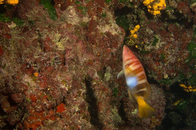 Try Scuba in Crete – Free Certification & Photos (Beginners) - Snacks, Transport, and How the 3-Hour Schedule Fits Your Day