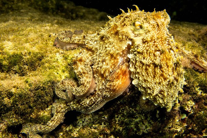 Try Scuba in Crete – Free Certification & Photos (Beginners) - Price and Value: What You Pay for, and What You Still Need to Bring