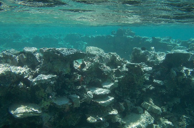 Try Snorkeling in the Sea with the Blue Dolphin Team - Meet the guide energy: Yanni’s patience with first-timers