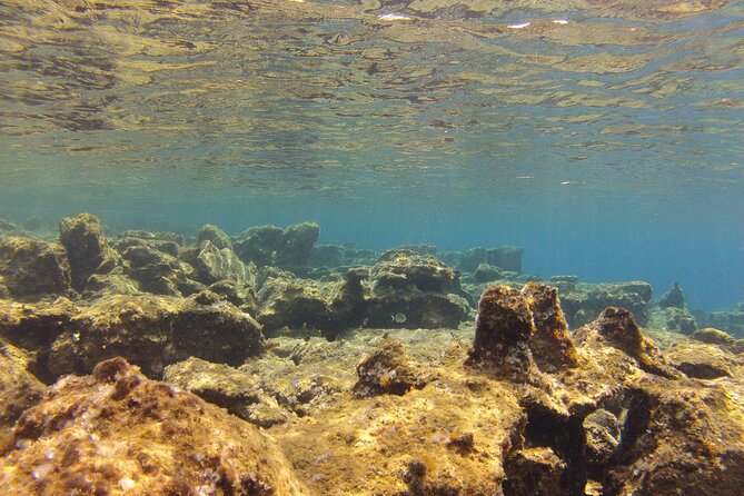 Try Snorkeling in the Sea with the Blue Dolphin Team - Price and value: $42.33 for training plus real water time