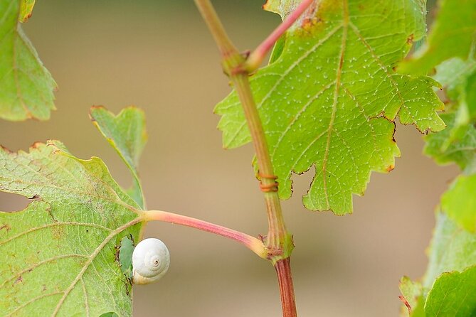 Unique wine tasting of organic Cretan wines - Should you book this organic Cretan wine tasting?