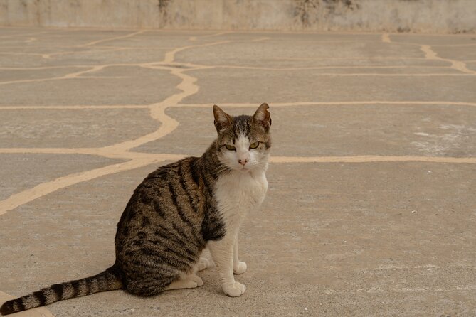 WaytoCrete: South Crete Highlights & Flavors - Should You Book WaytoCrete South Crete Highlights & Flavors?