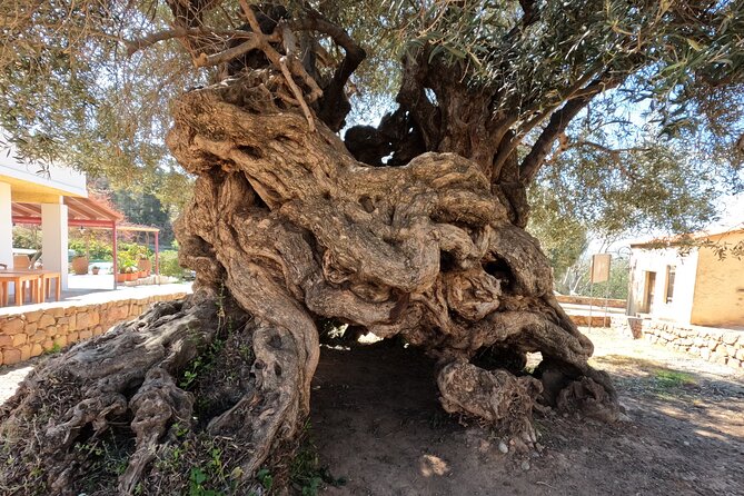 Wine, Dine & Divine: A Cretan Odyssey in Chania. - How pickup, timing, and a private group shape the day