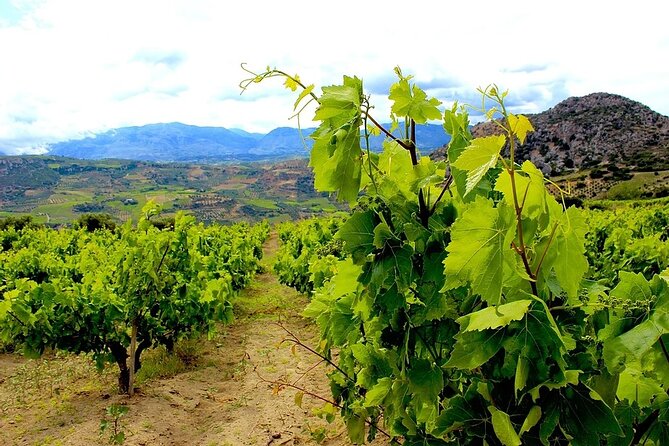 Wine olive and Food of Crete, Heraklion - Why Heraklion works for food and wine