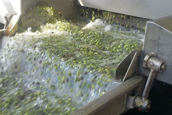 Wine, Olive Oil, and Honey Tour with Winemaker - Inside a Family Olive Oil Mill: How Oil Gets Made