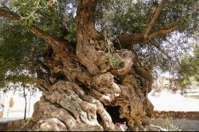 Wine & Olive Oil tasting one day private tour in Crete - Key highlights at a glance