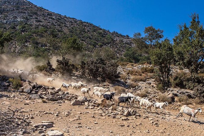 Wine & Olive Oil Tour with lunch at the White Mountains - Lunch at 1200m: Samaria Gorge entrance views and a proper Cretan meal