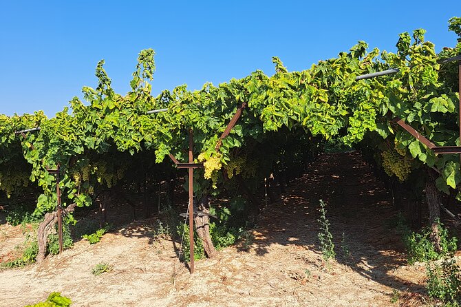 Wine Raki Olive Oil Tasting and Pottery - Private Tour - Katalagari village walk and the optional family taverna lunch