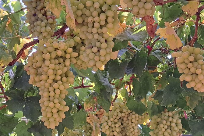 Wine Raki Olive Oil Tasting and Pottery - Private Tour - What’s included in the tastings, and how to plan your taste buds