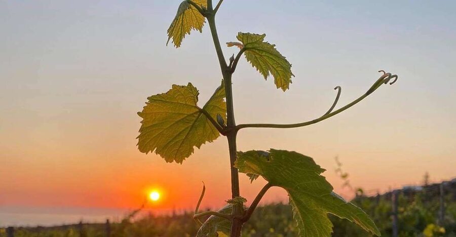 Wine Tasting & Ancient Olive Tree 3 Hours Tour – Private - Key Points You Should Care About