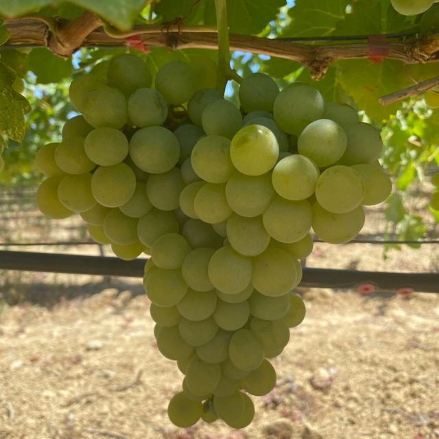 Wine Tasting & Ancient Olive Tree 3 Hours Tour – Private - Getting There From Chania, and Why the Timing Works