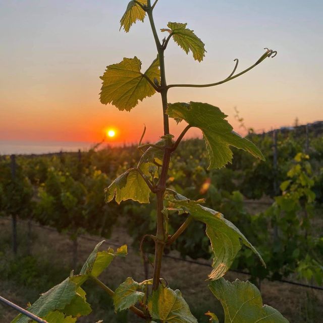 Wine Tasting & Ancient Olive Tree 3 Hours Tour – Private - Wine Tasting in Crete: Classification and Local Grape Variety Talk