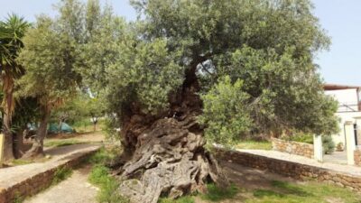 Wine Tasting & Ancient Olive Tree 3 Hours Tour – Private