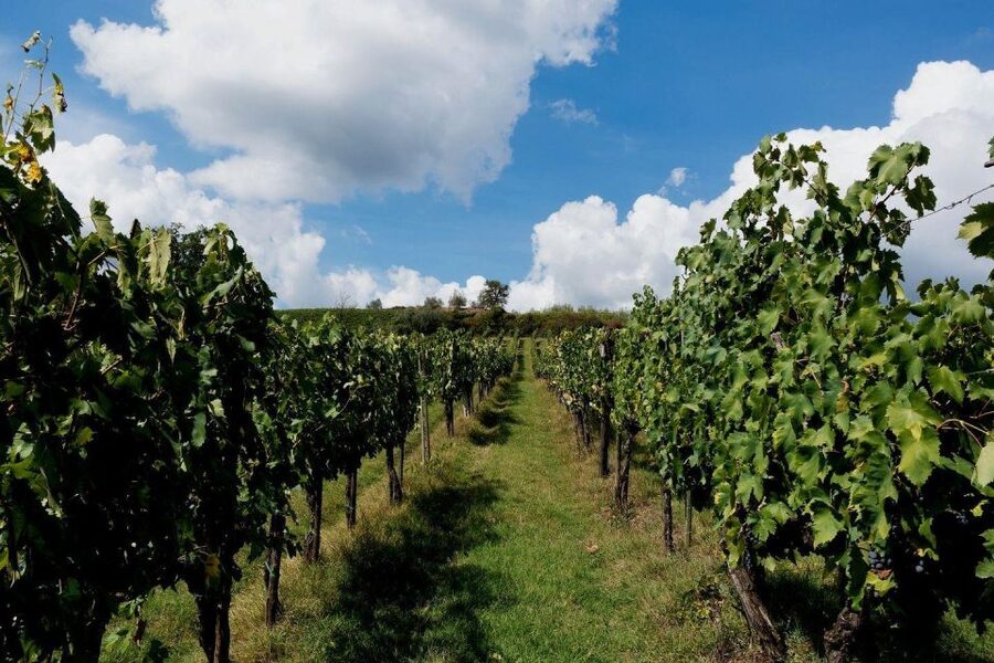 Wine Tasting & Ancient Olive Tree 3 Hours Tour – Private - Who This 3-Hour Tour Suits Best