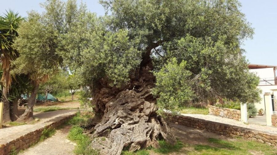 Wine Tasting & Ancient Olive Tree 3 Hours Tour – Private - Inside PNEVMATIKAKI S.A.: The Winery Areas You Actually Want to See